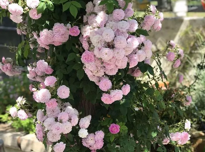 Βίλα Adonia Levkákia